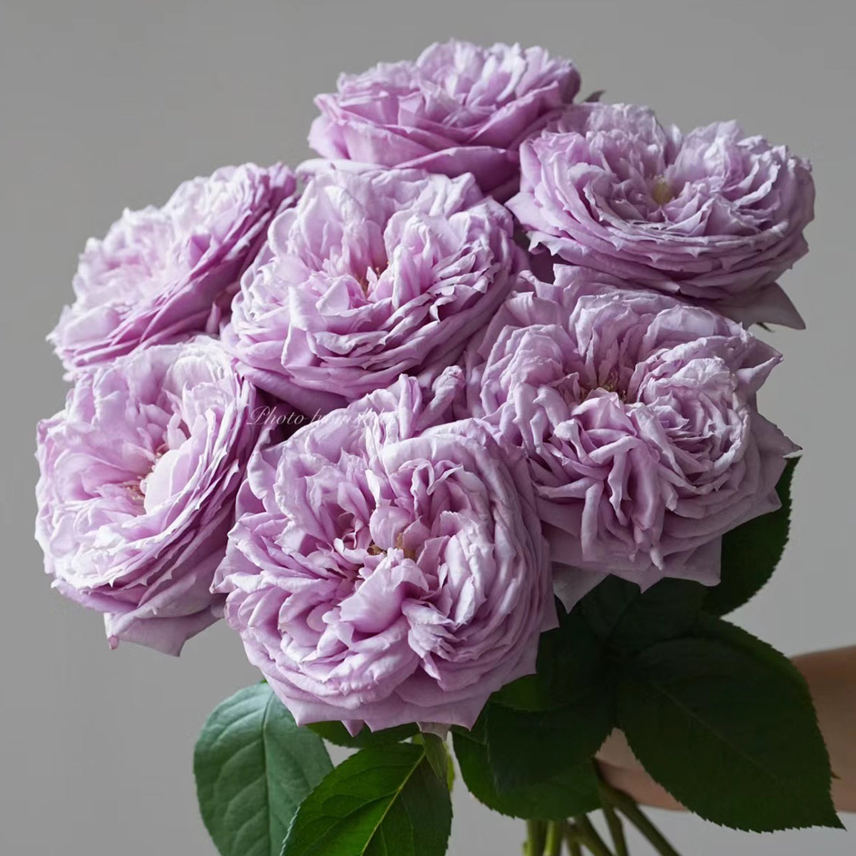 Repartil Japanese Florist Shrub Rose
