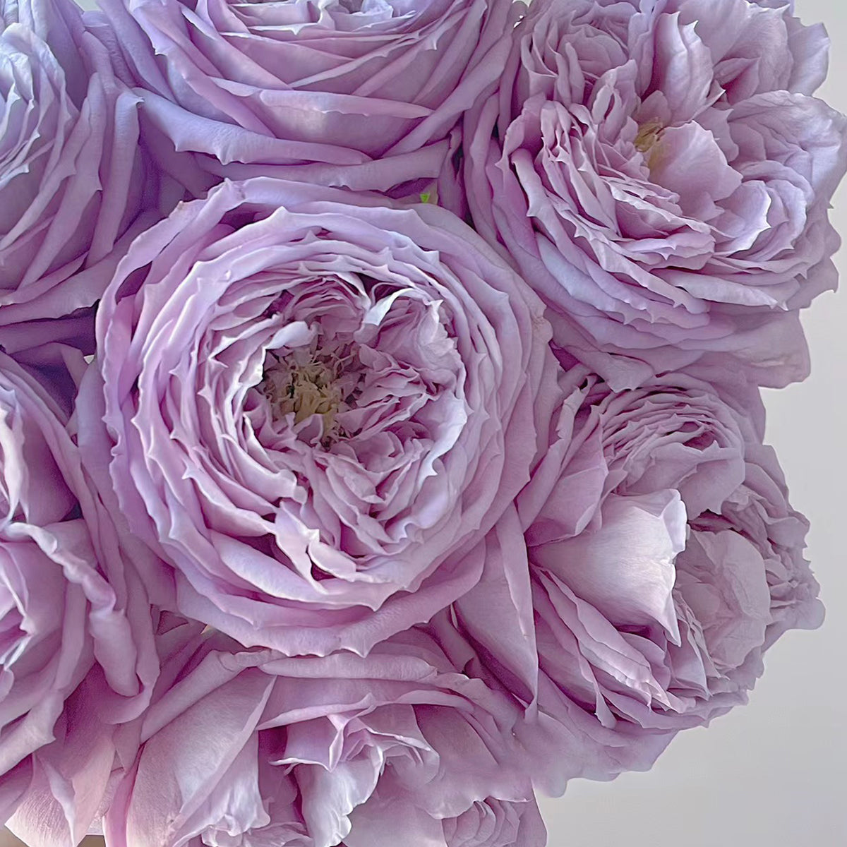 Repartil Japanese Florist Shrub Rose