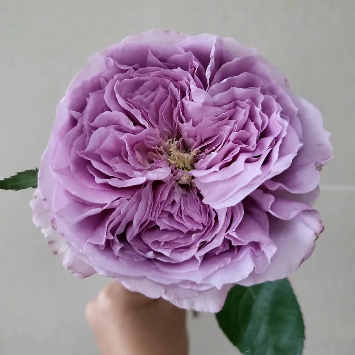 Repartil Japanese Florist Shrub Rose