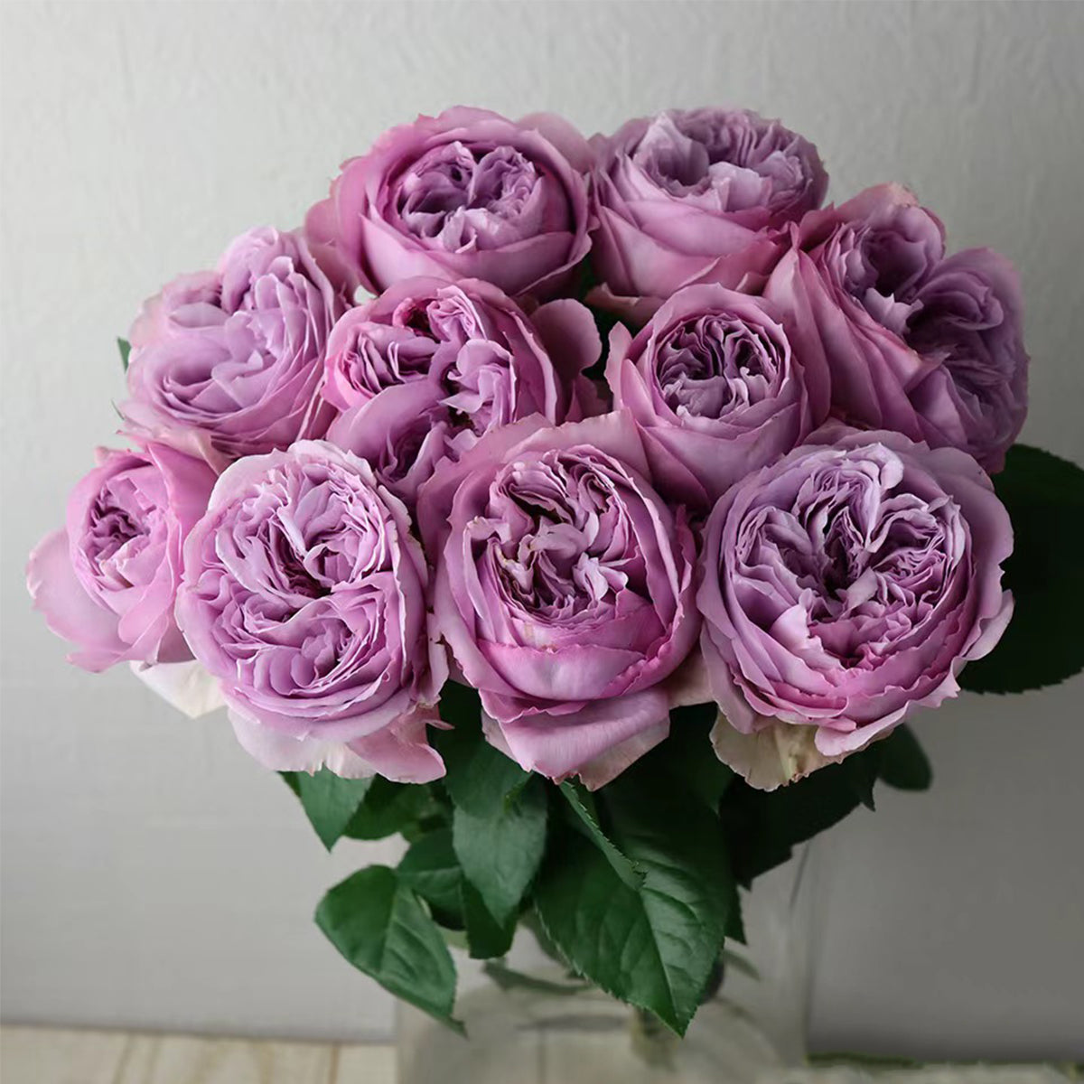 Repartil Japanese Florist Shrub Rose