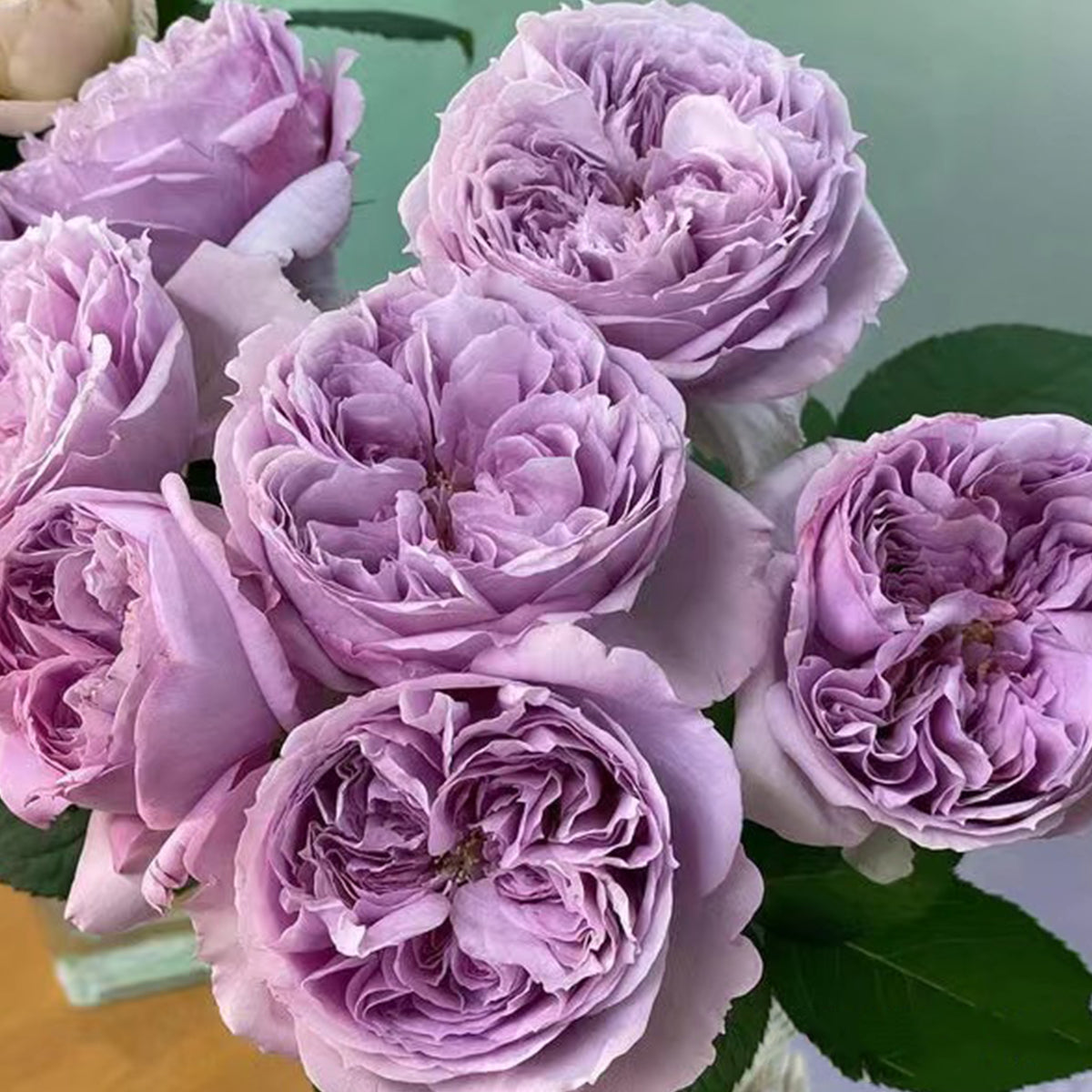 Repartil Japanese Florist Shrub Rose