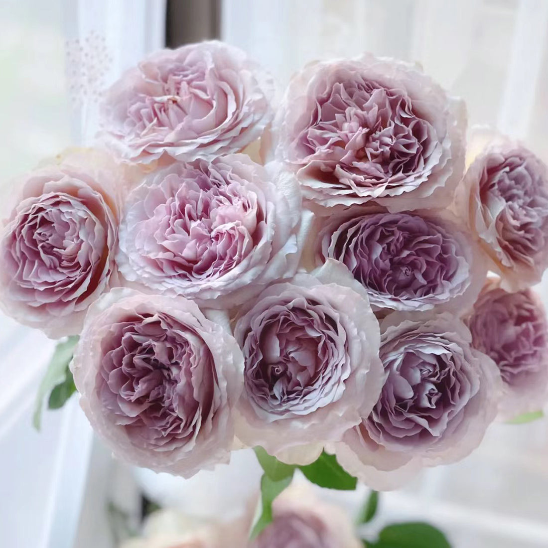 Repartil Japanese Florist Shrub Rose