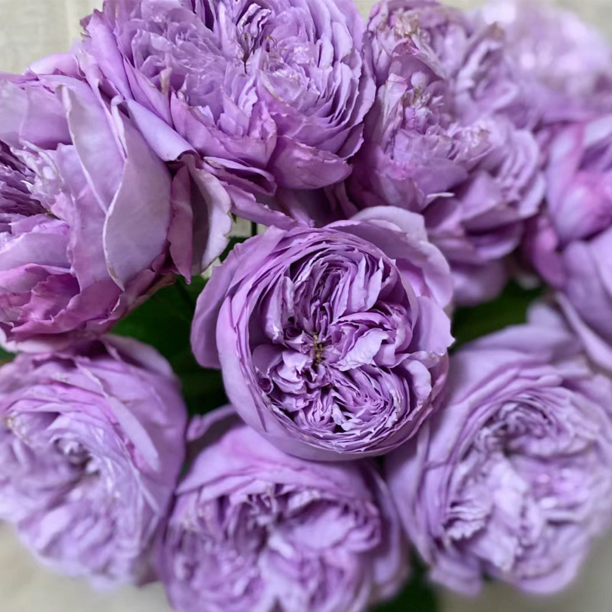 Repartil Japanese Florist Shrub Rose