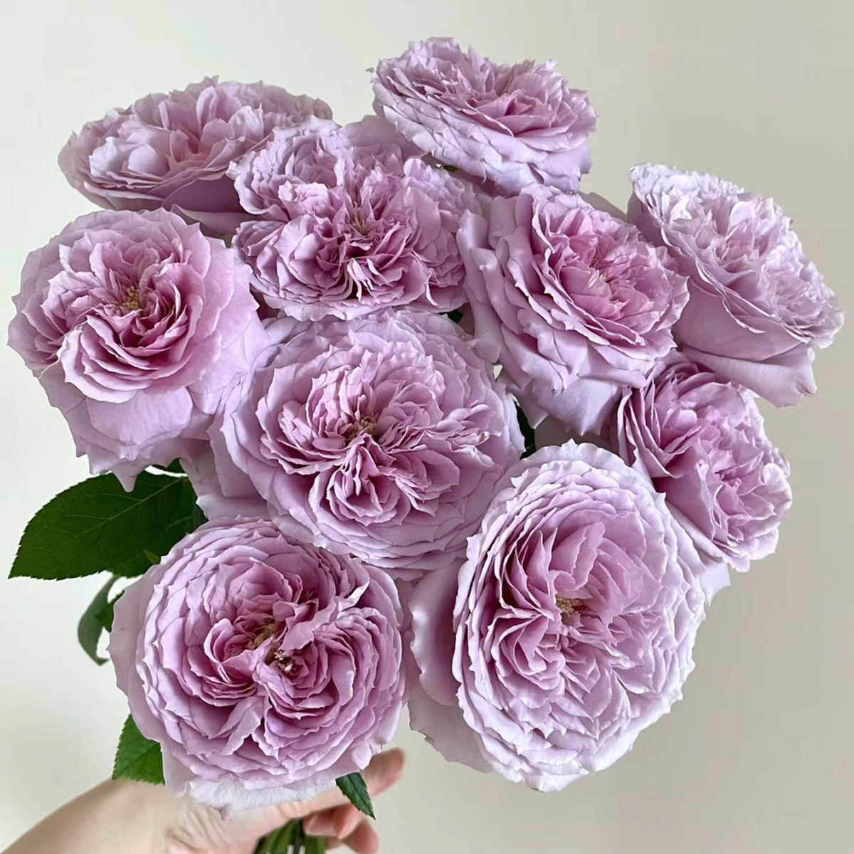 Repartil Japanese Florist Shrub Rose