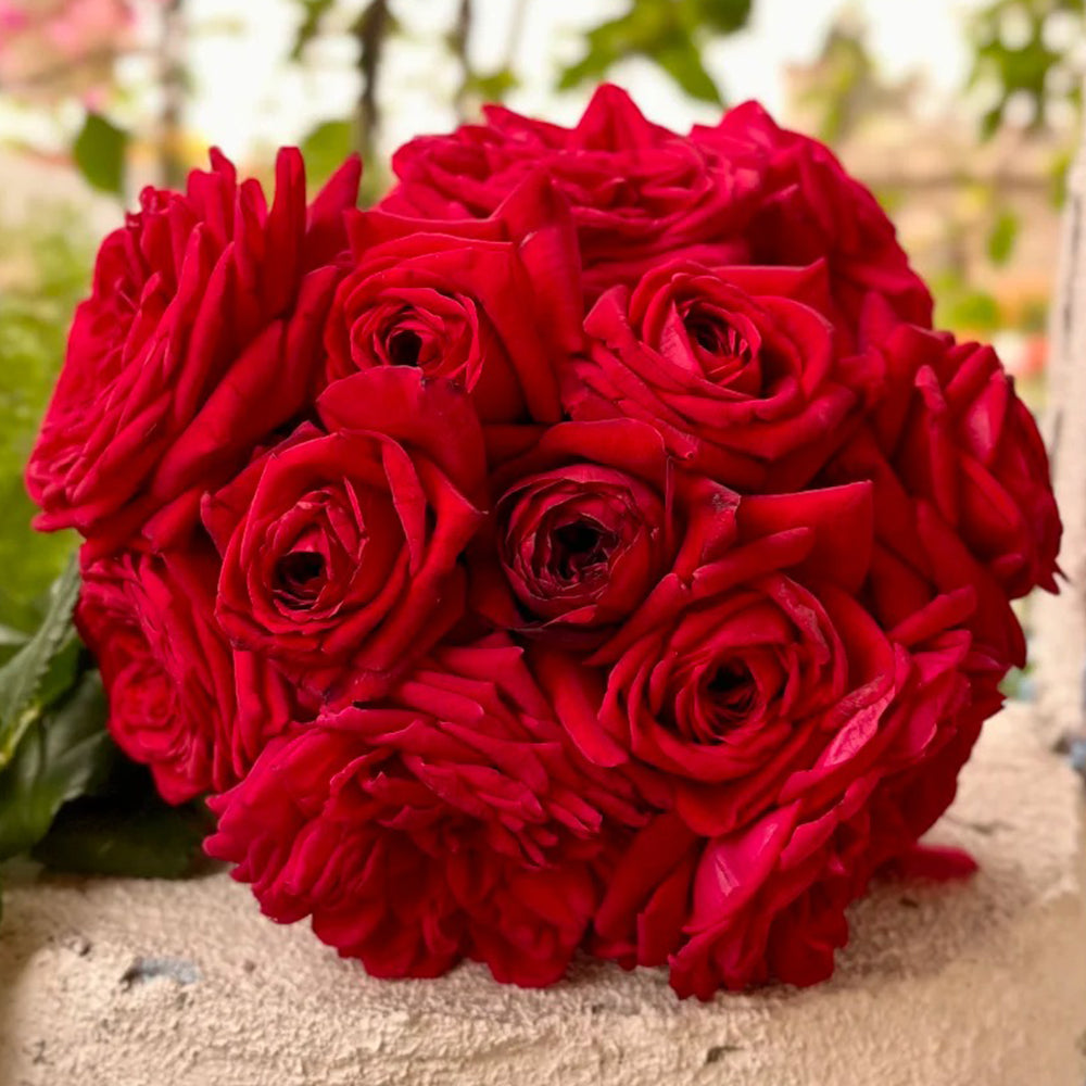 Republic de Montmartre French Florist Climbing Rose