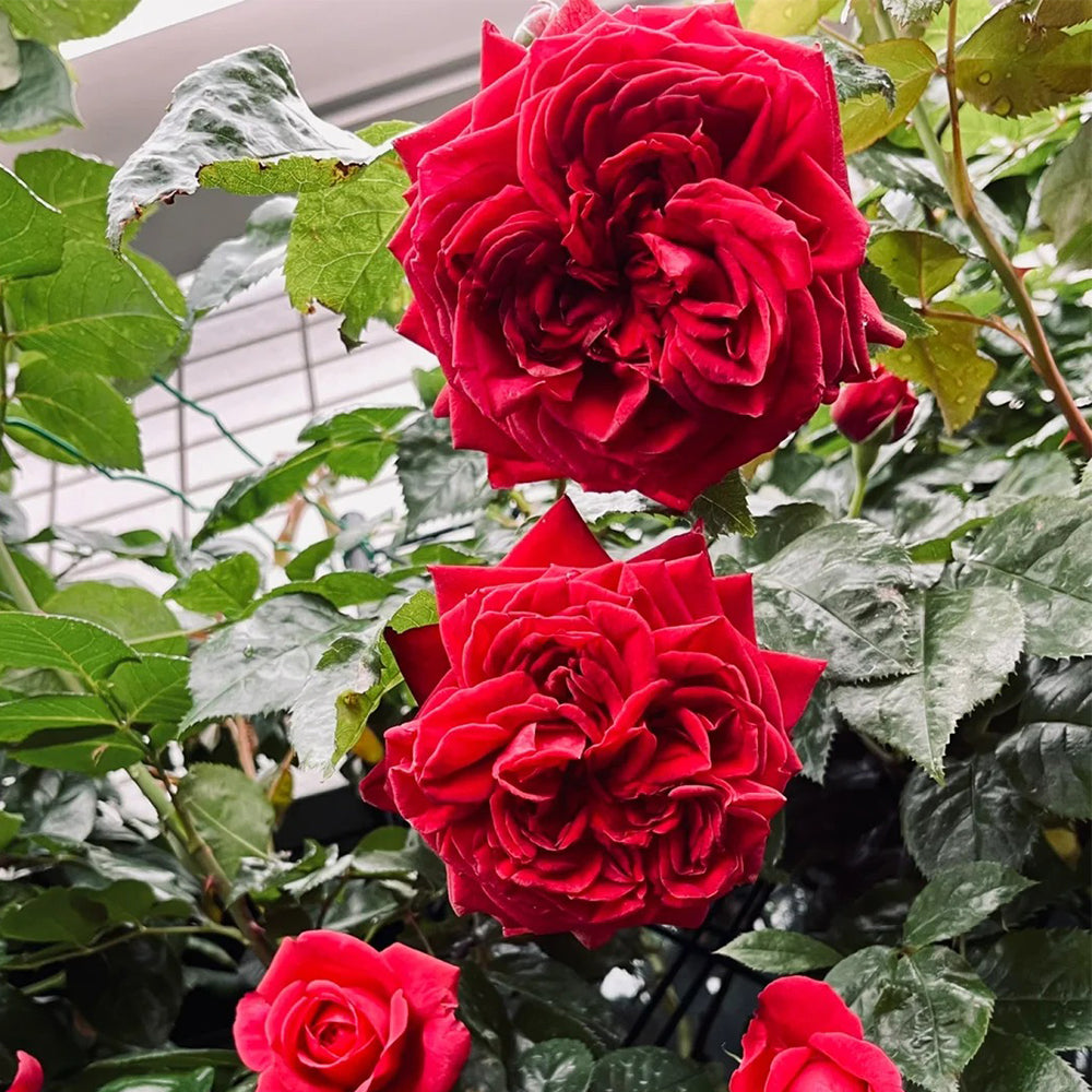 Republic de Montmartre French Florist Climbing Rose