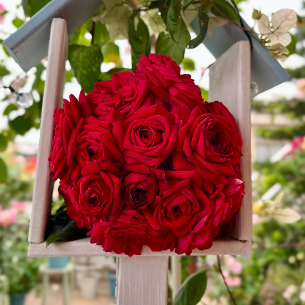 Republic de Montmartre French Florist Climbing Rose