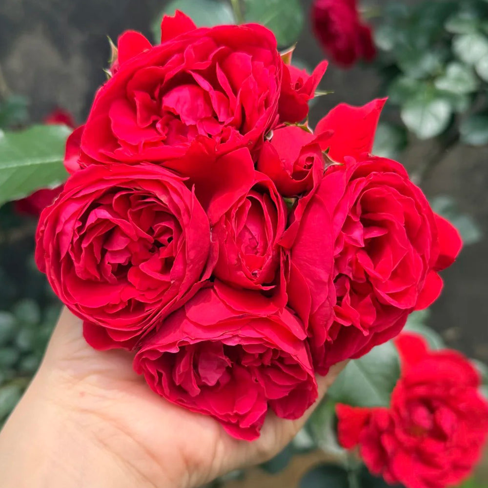 Republic de Montmartre French Florist Climbing Rose