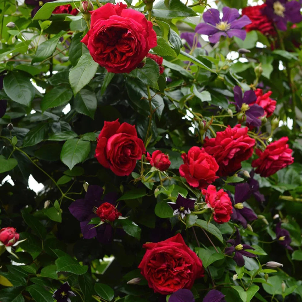 Republic de Montmartre French Florist Climbing Rose