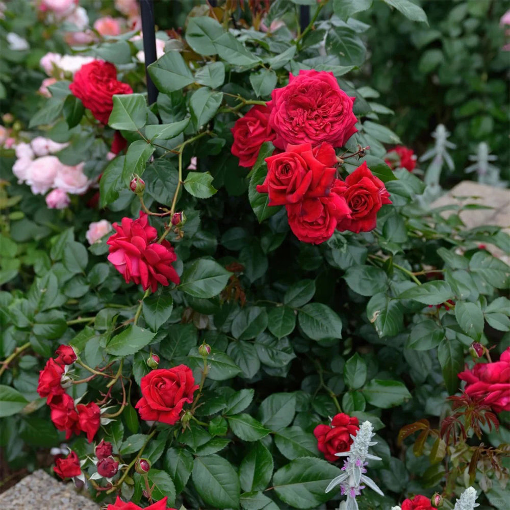 Republic de Montmartre French Florist Climbing Rose