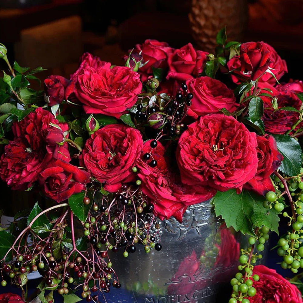 Republic de Montmartre French Florist Climbing Rose