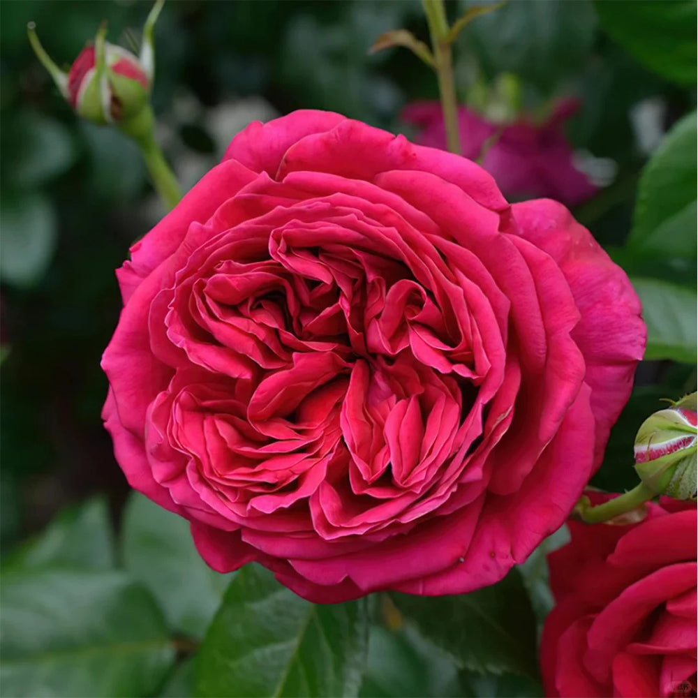 Republic de Montmartre French Florist Climbing Rose