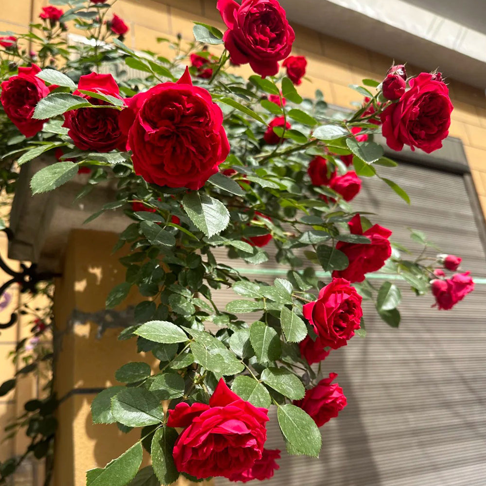 Republic de Montmartre French Florist Climbing Rose