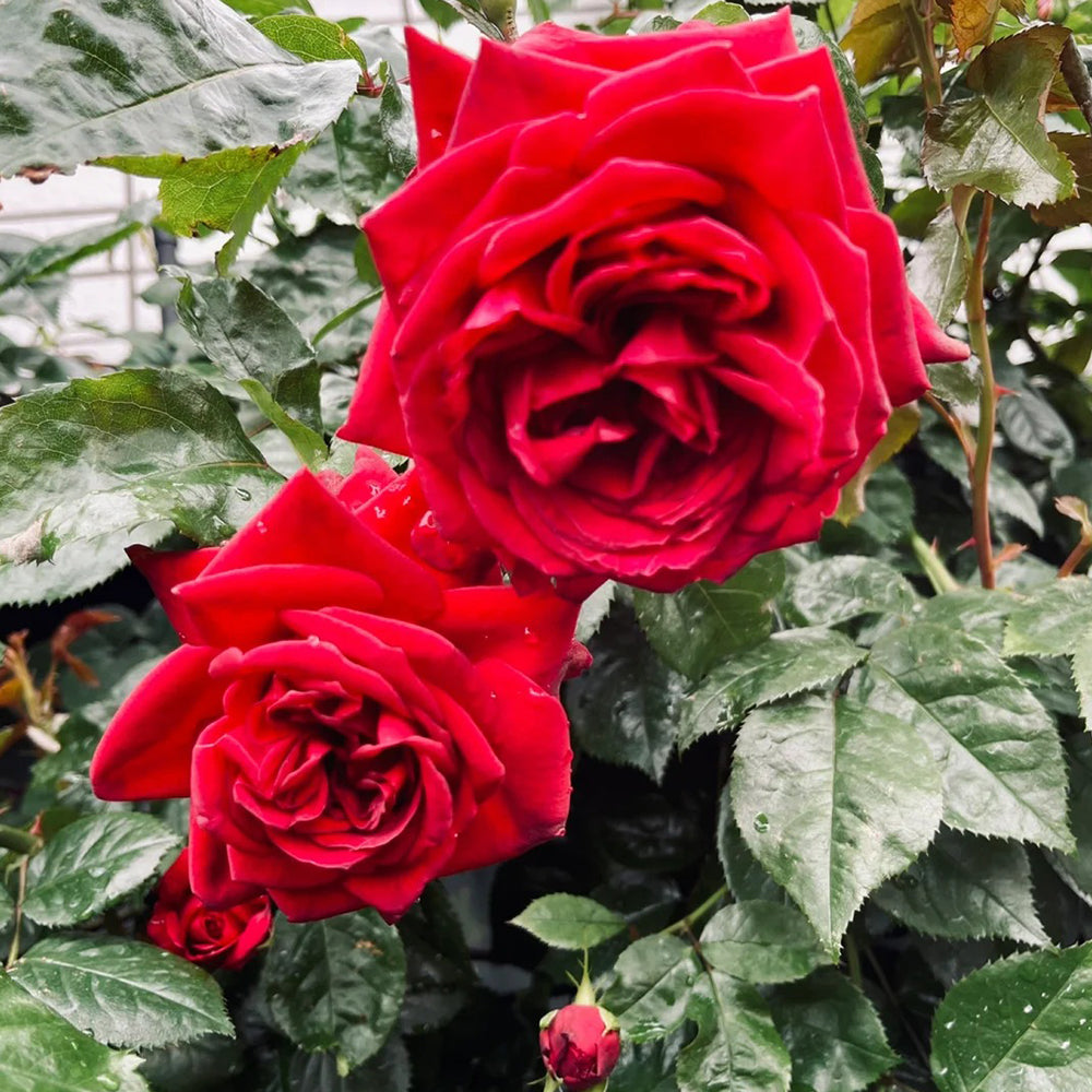 Republic de Montmartre French Florist Climbing Rose