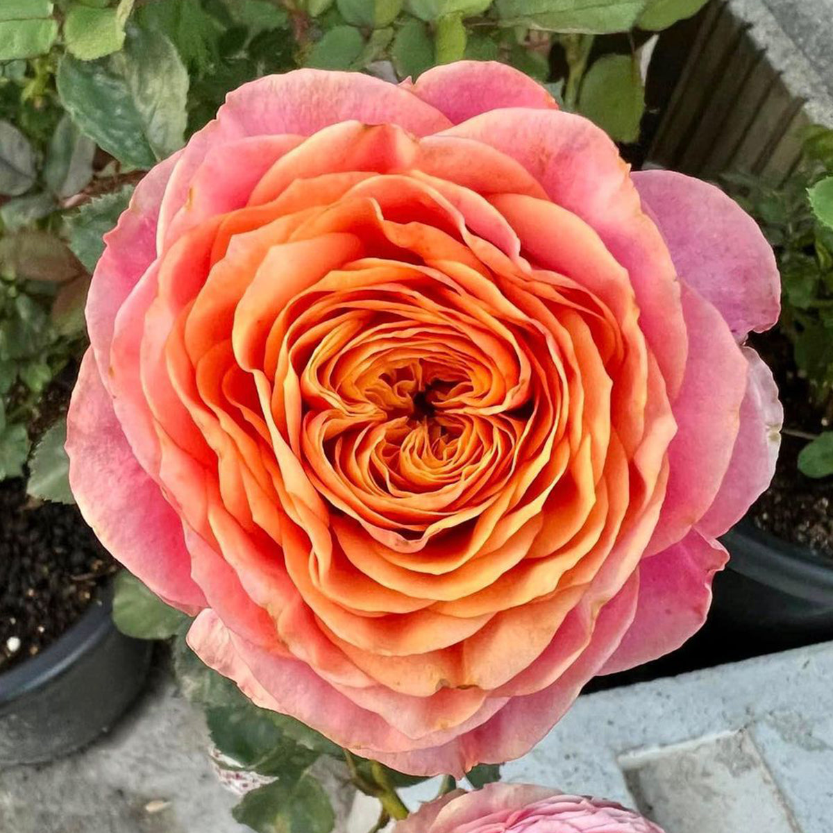 Dutch Florist Shrub Rose Inspired by Richmond Park