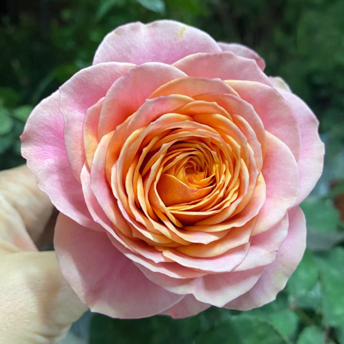 Dutch Florist Shrub Rose Inspired by Richmond Park