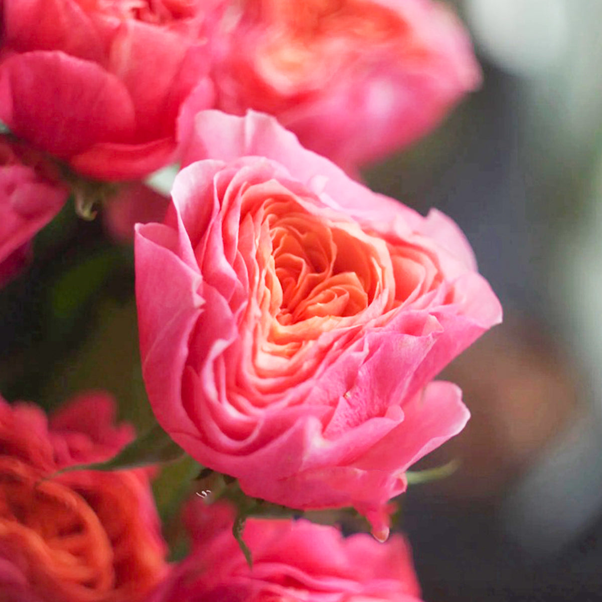Dutch Florist Shrub Rose Inspired by Richmond Park