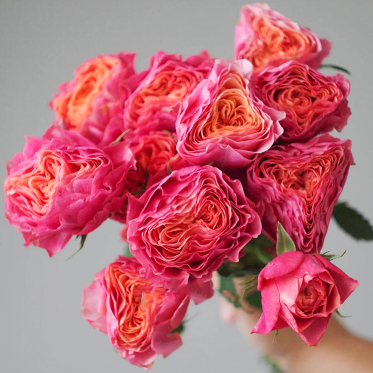 Dutch Florist Shrub Rose Inspired by Richmond Park