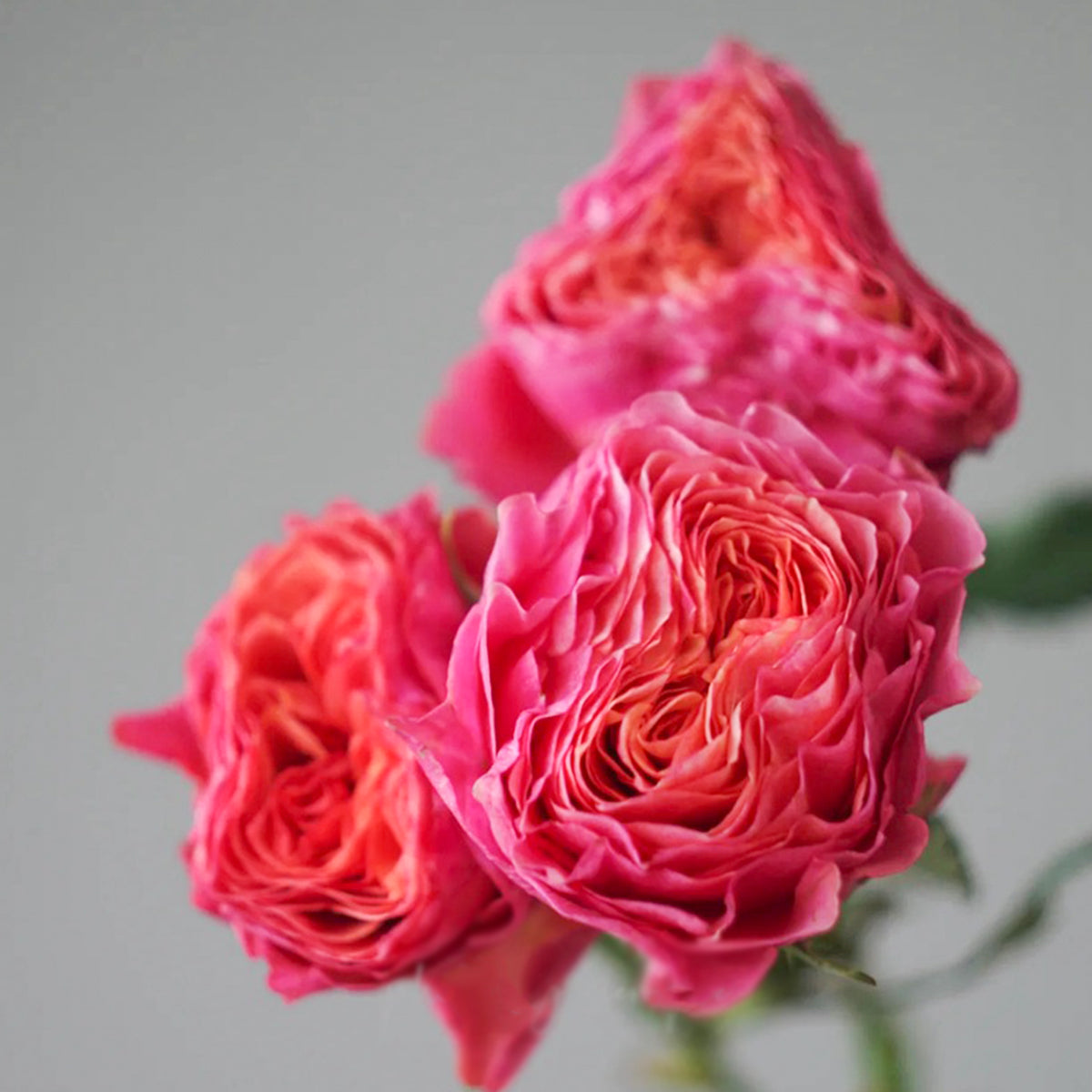 Dutch Florist Shrub Rose Inspired by Richmond Park