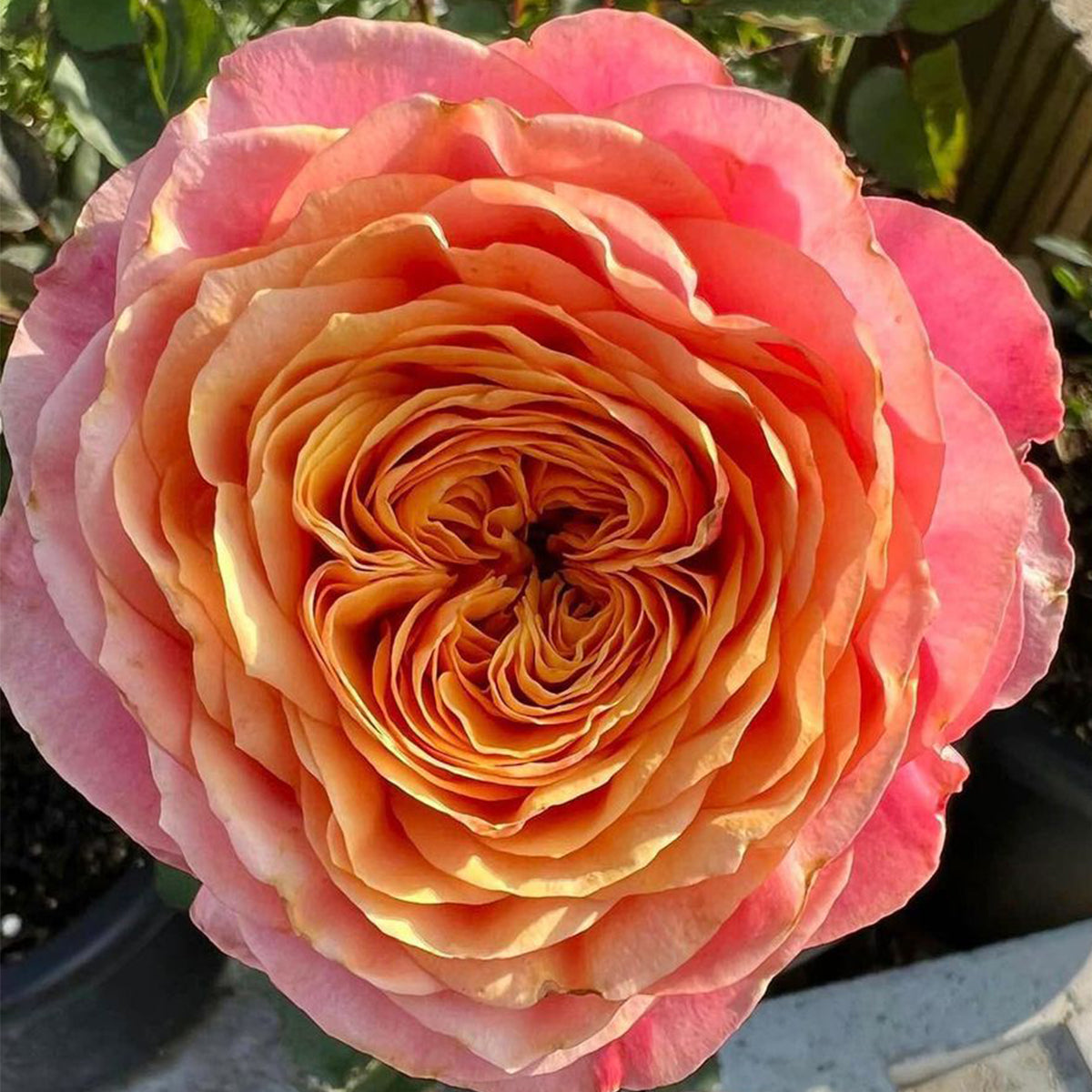 Dutch Florist Shrub Rose Inspired by Richmond Park