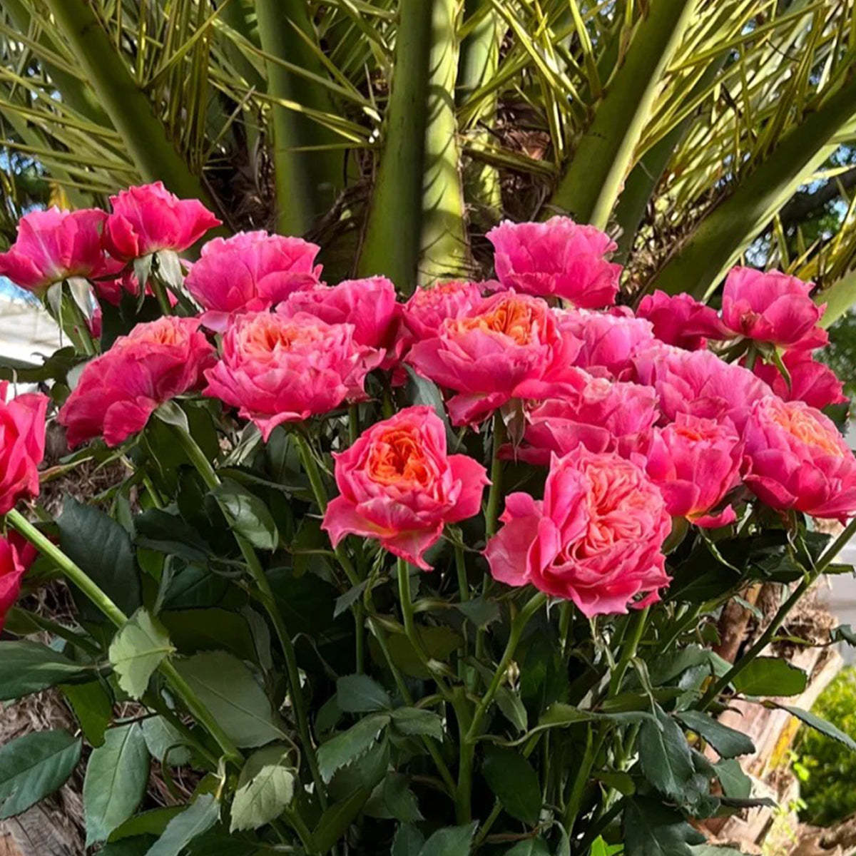 Dutch Florist Shrub Rose Inspired by Richmond Park