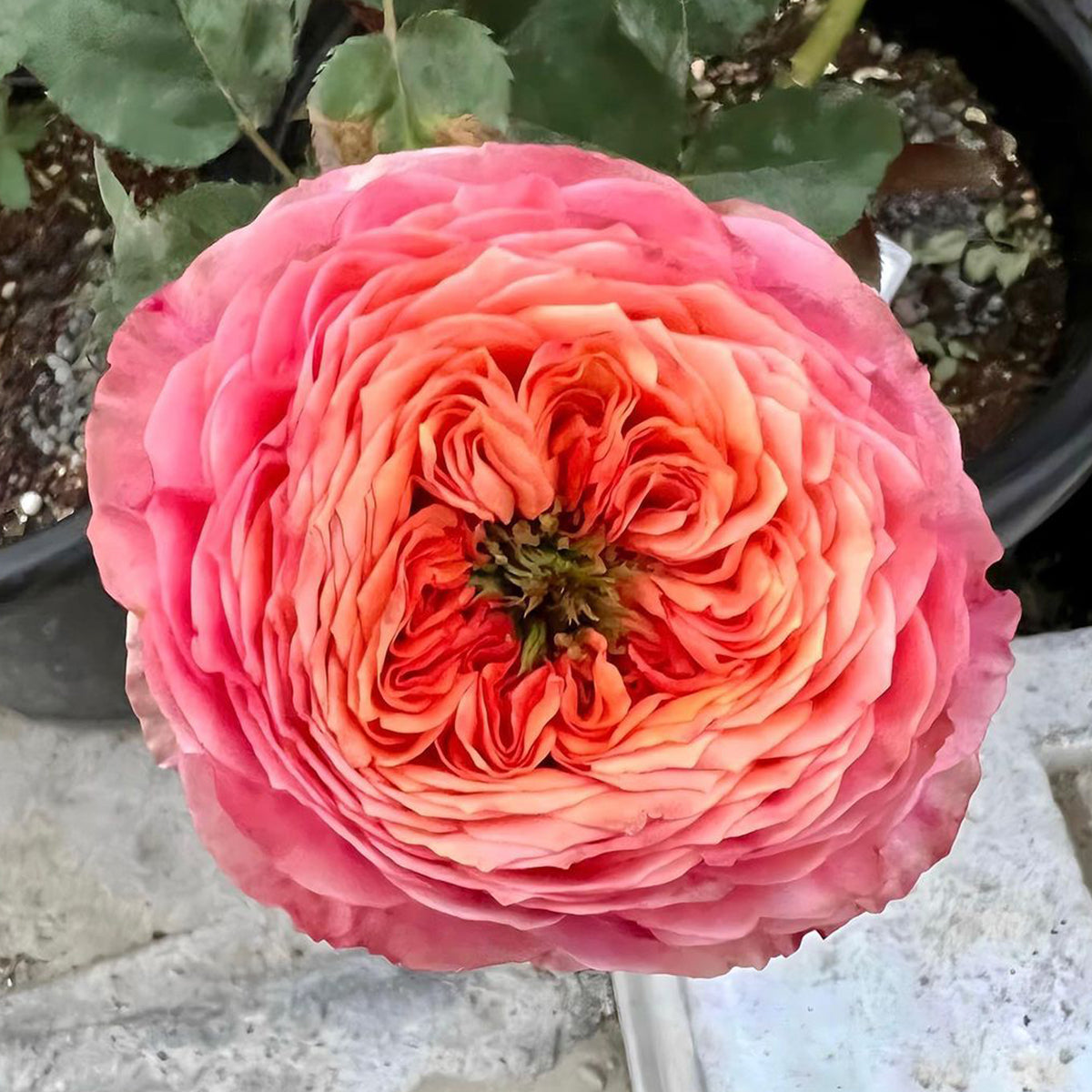 Dutch Florist Shrub Rose Inspired by Richmond Park