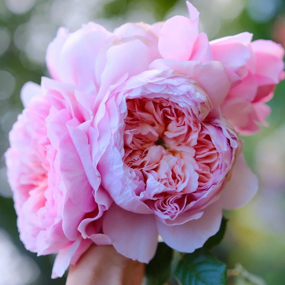Rien Rose Japanese Florist Shrub Rose