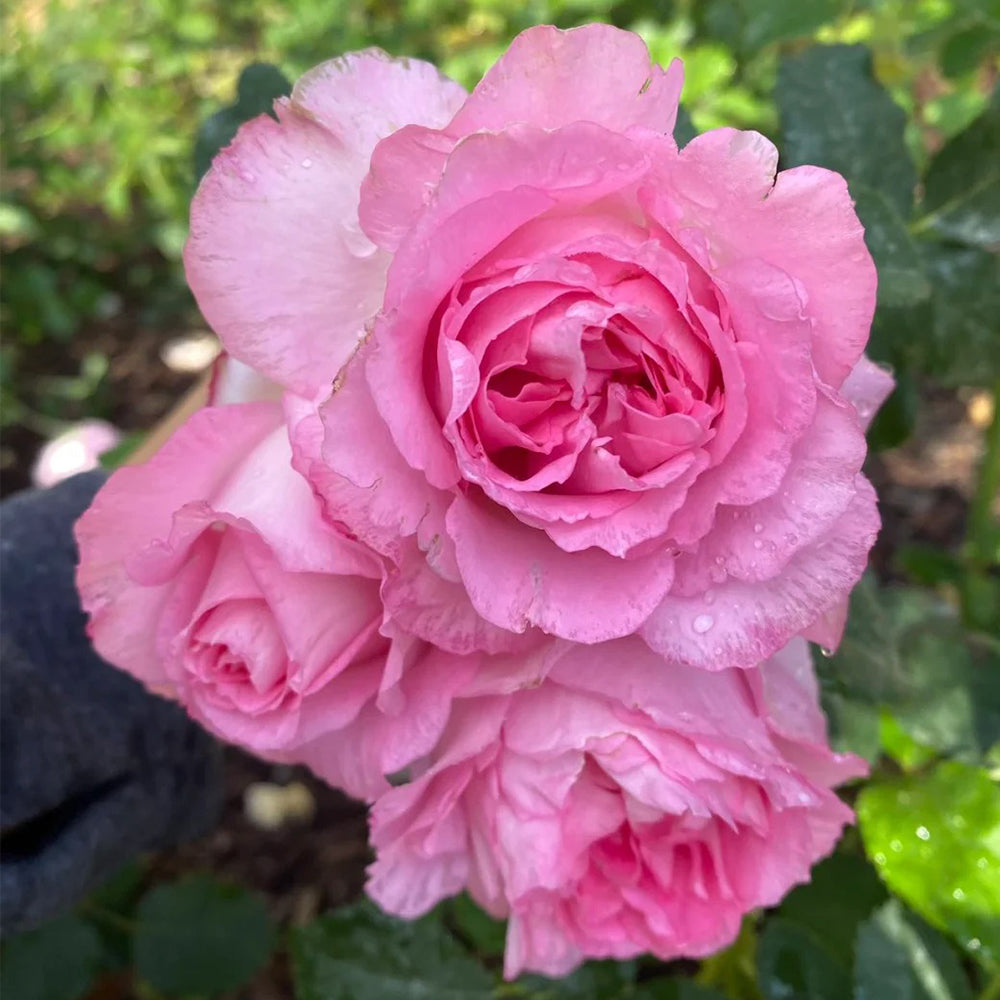 Rien Rose Japanese Florist Shrub Rose
