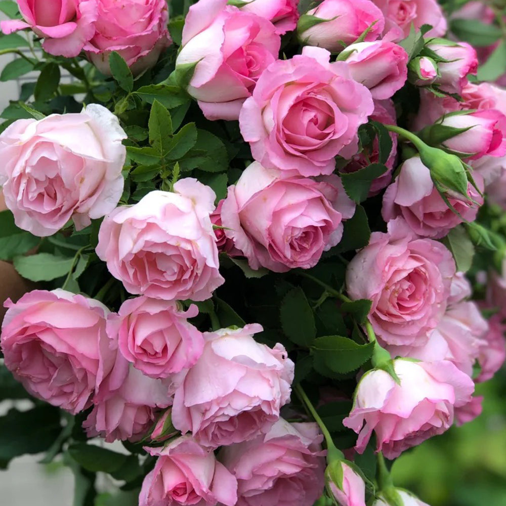 Rien Rose Japanese Florist Shrub Rose