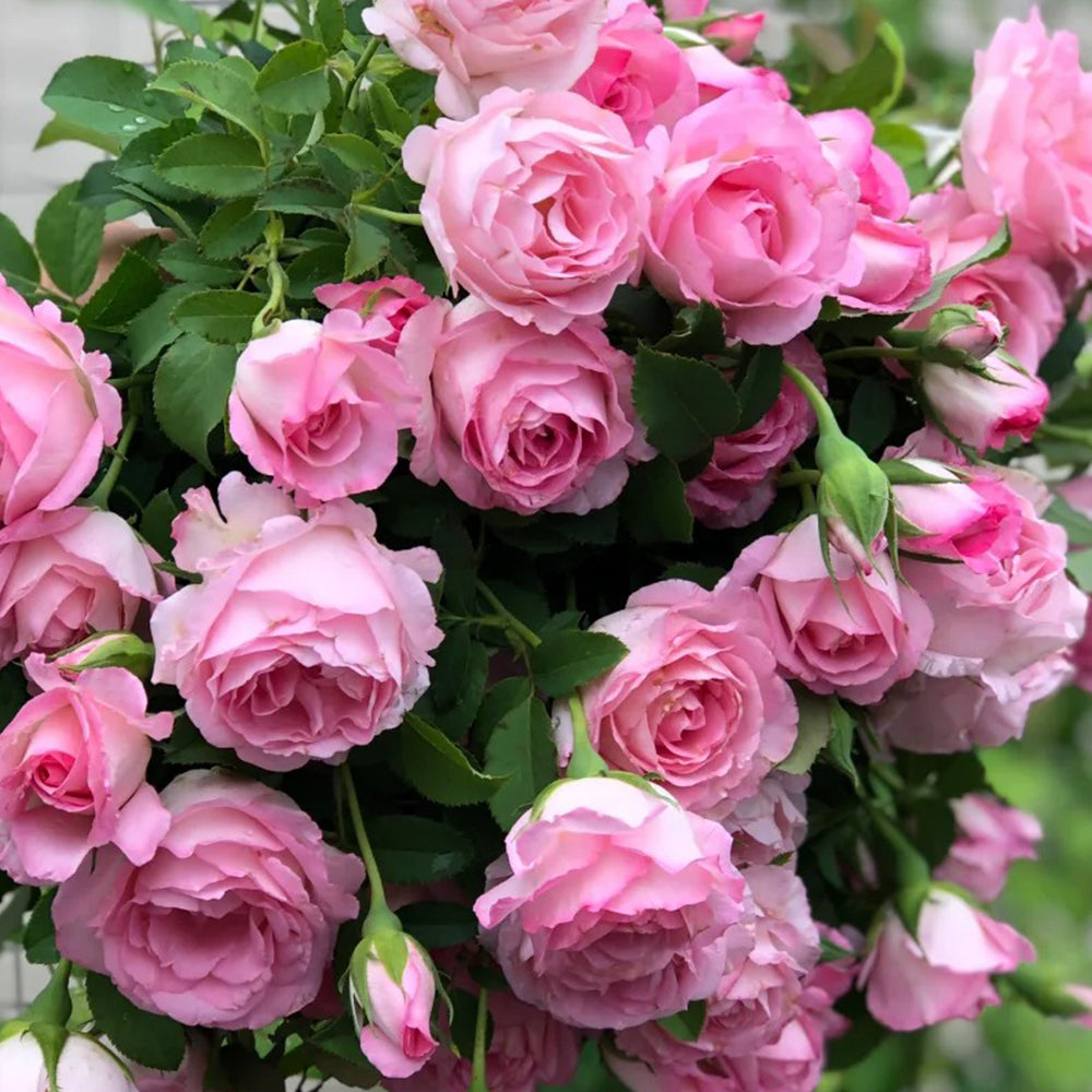 Rien Rose Japanese Florist Shrub Rose