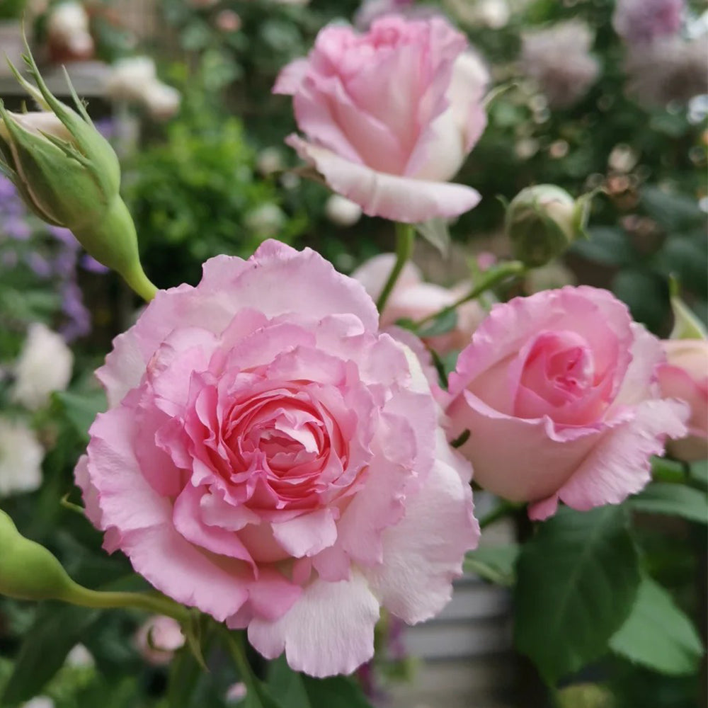 Rien Rose Japanese Florist Shrub Rose