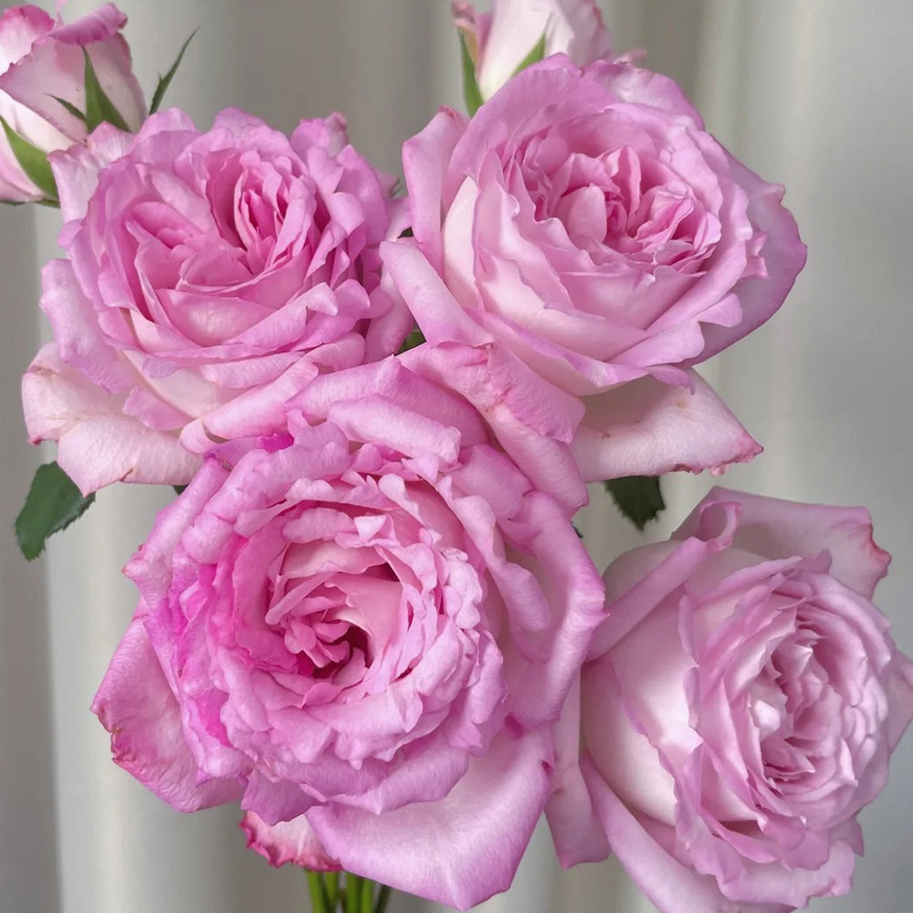 Rien Rose Japanese Florist Shrub Rose