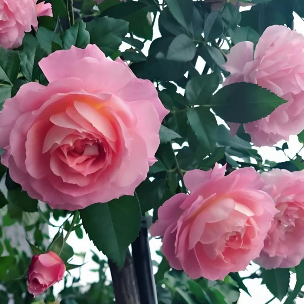 Rien Rose Japanese Florist Shrub Rose