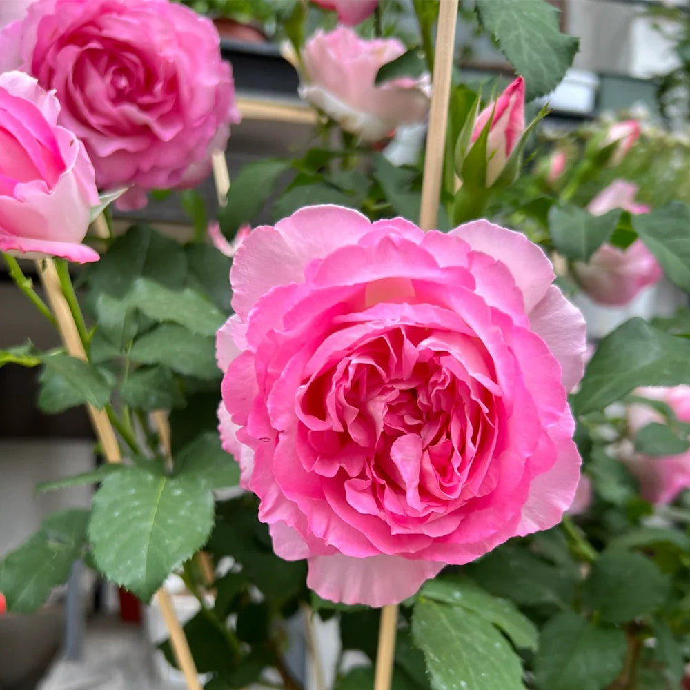 Rien Rose Japanese Florist Shrub Rose