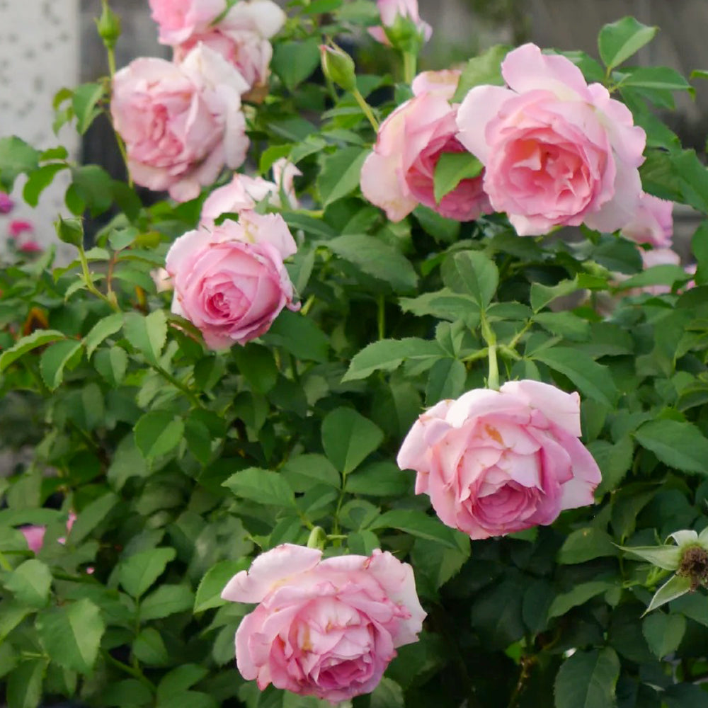 Rien Rose Japanese Florist Shrub Rose