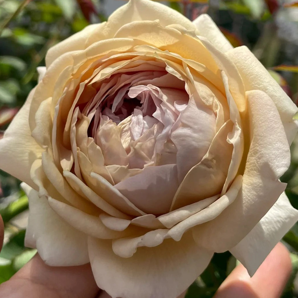 Robe Doll Japanese Florist Shrub Rose
