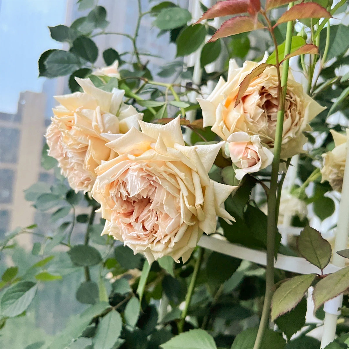 Robe Doll Japanese Florist Shrub Rose
