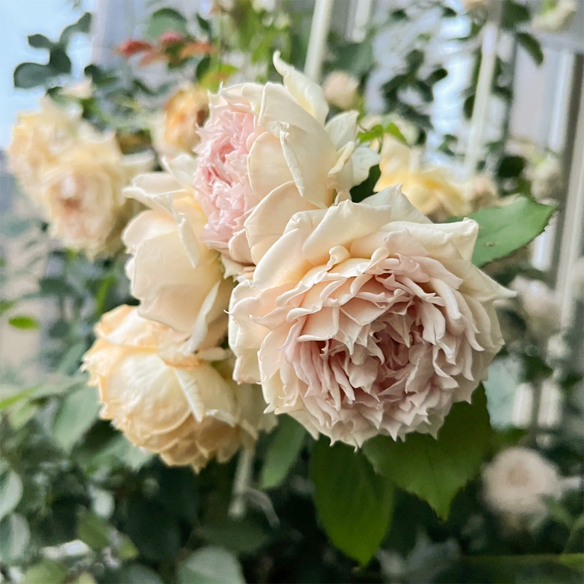 Robe Doll Japanese Florist Shrub Rose