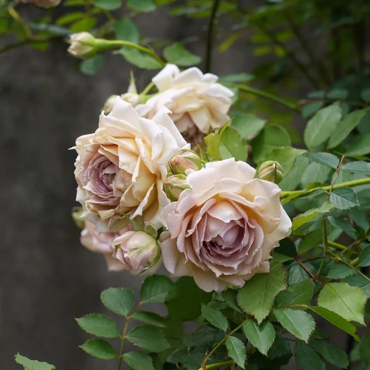 Robe Doll Japanese Florist Shrub Rose