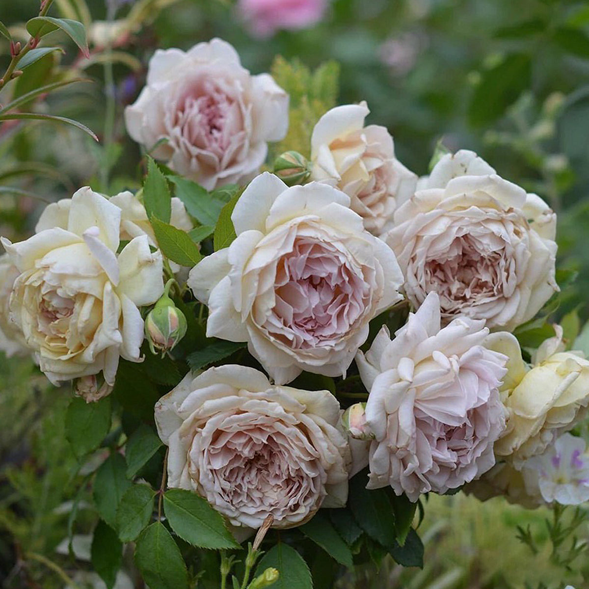 Robe Doll Japanese Florist Shrub Rose