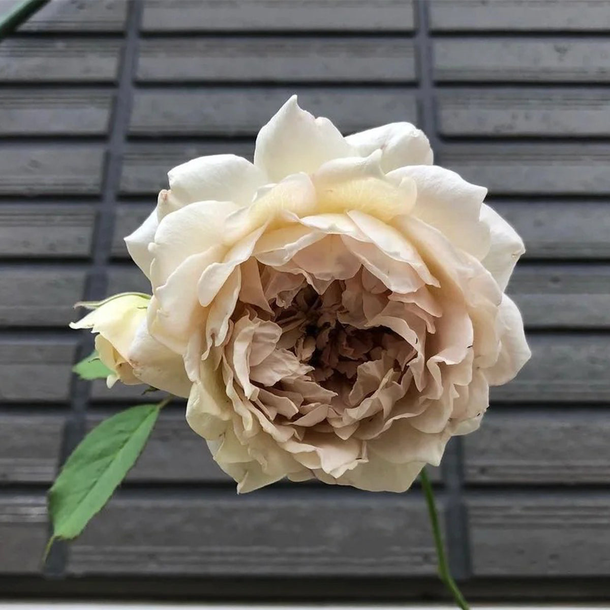 Robe Doll Japanese Florist Shrub Rose