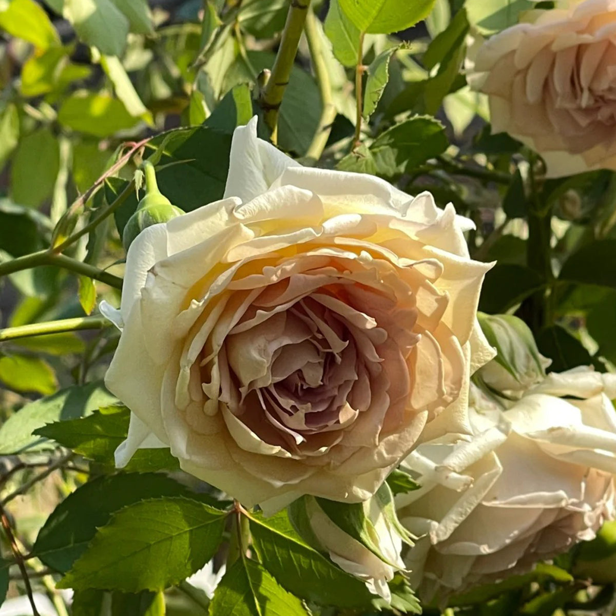 Robe Doll Japanese Florist Shrub Rose