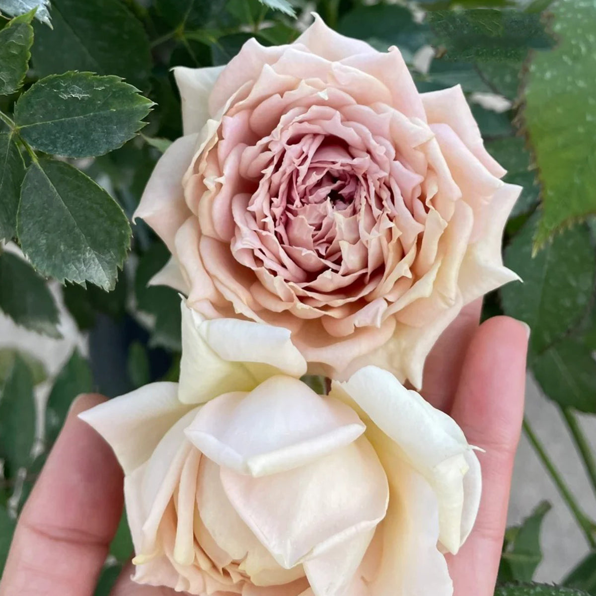 Robe Doll Japanese Florist Shrub Rose