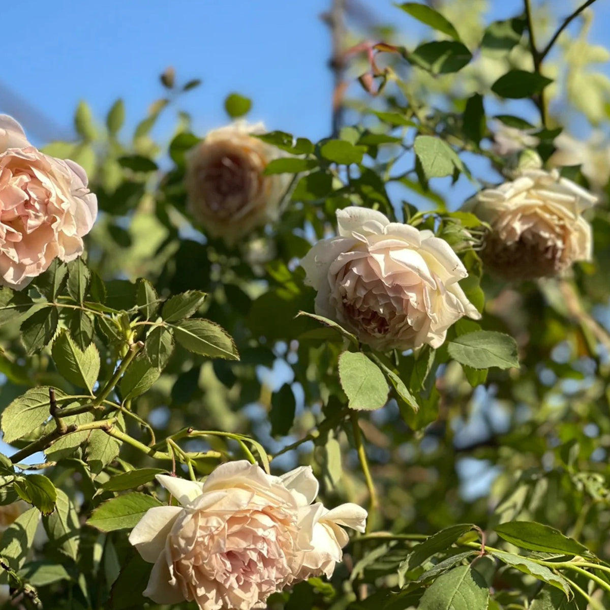 Robe Doll Japanese Florist Shrub Rose