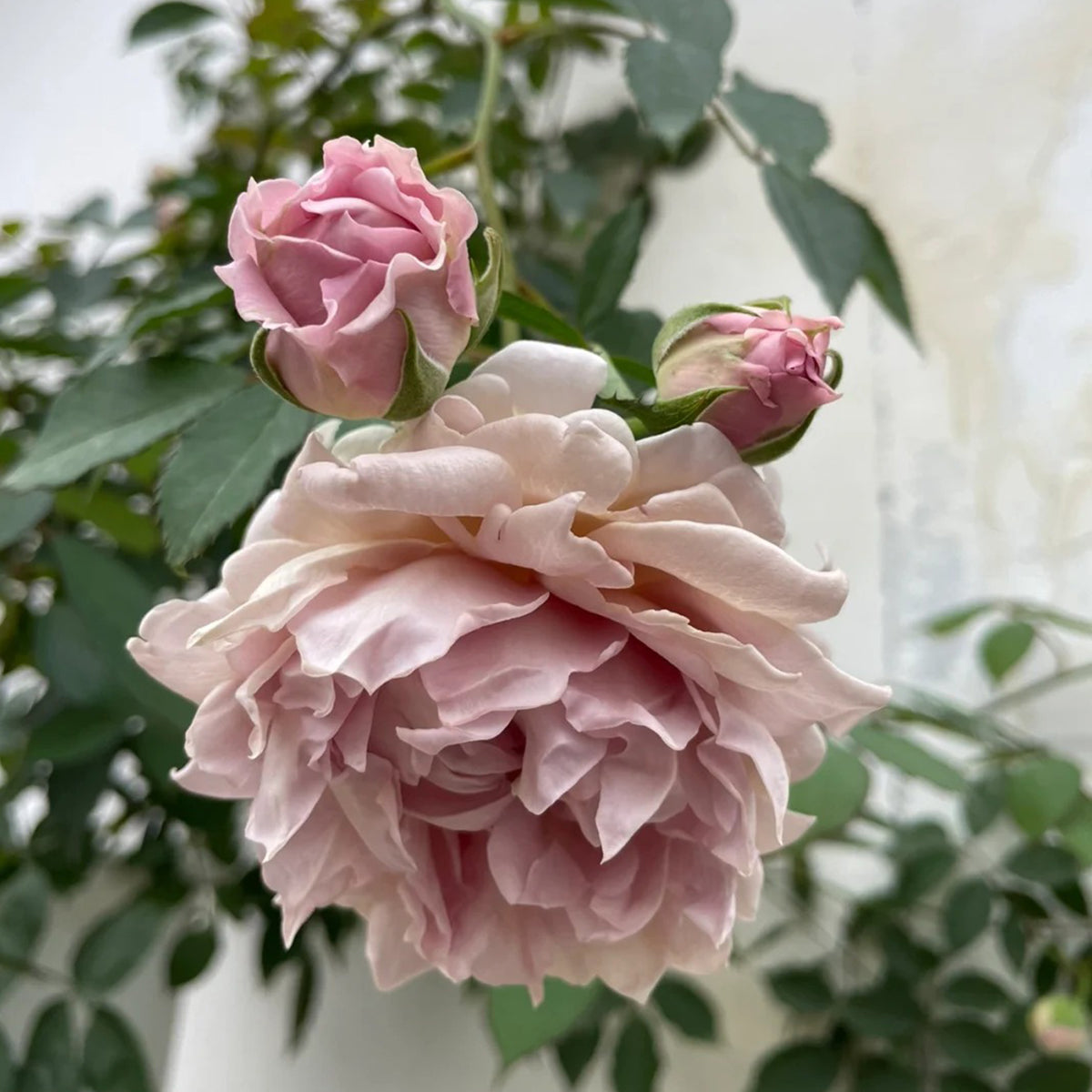 Robe Doll Japanese Florist Shrub Rose