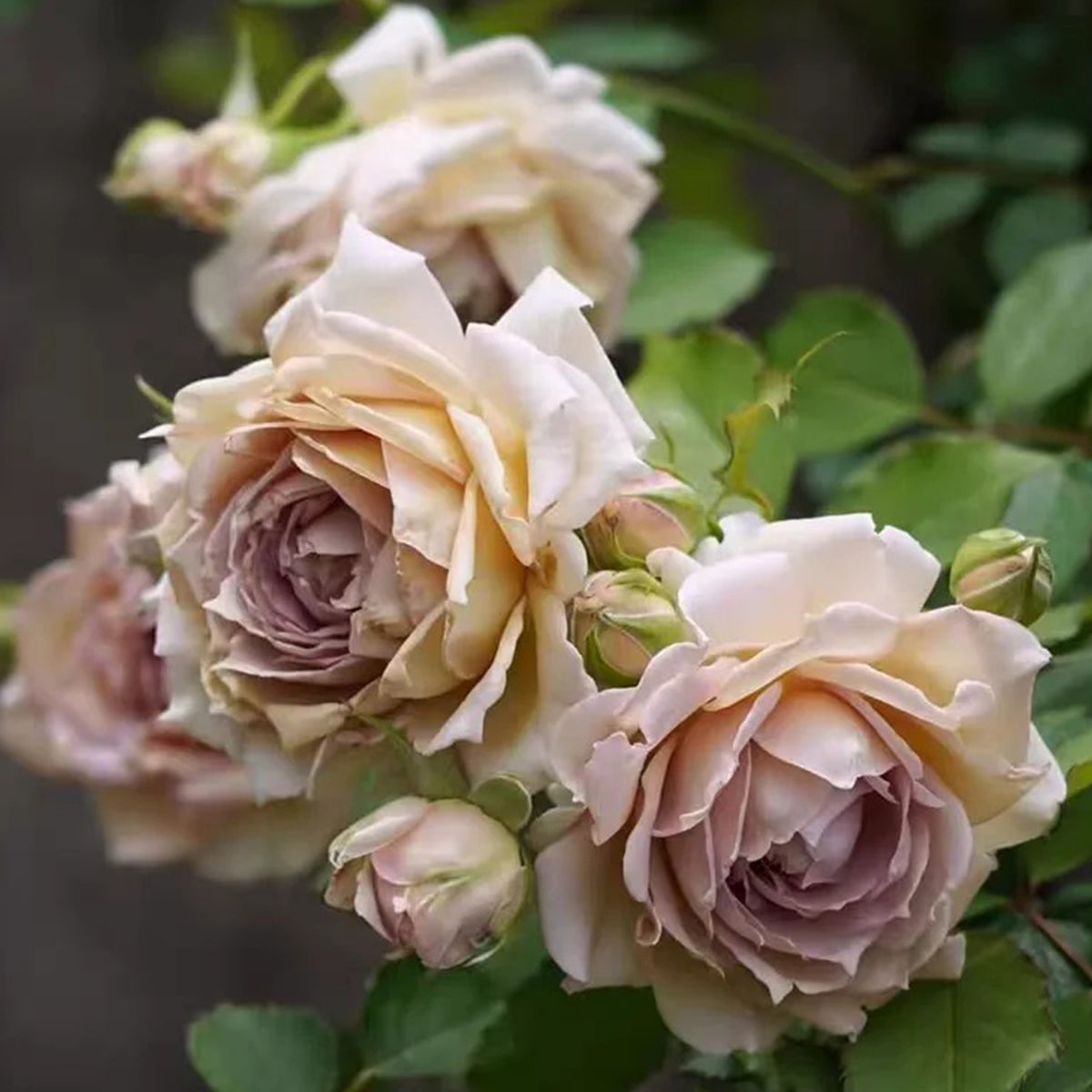 Robe Doll Japanese Florist Shrub Rose