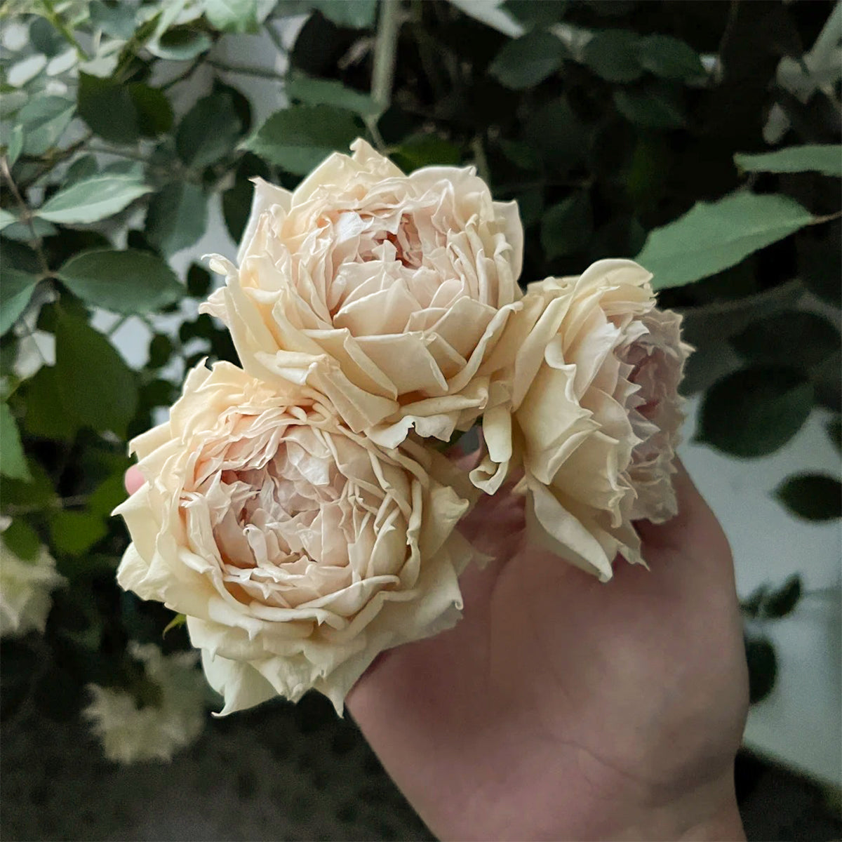 Robe Doll Japanese Florist Shrub Rose