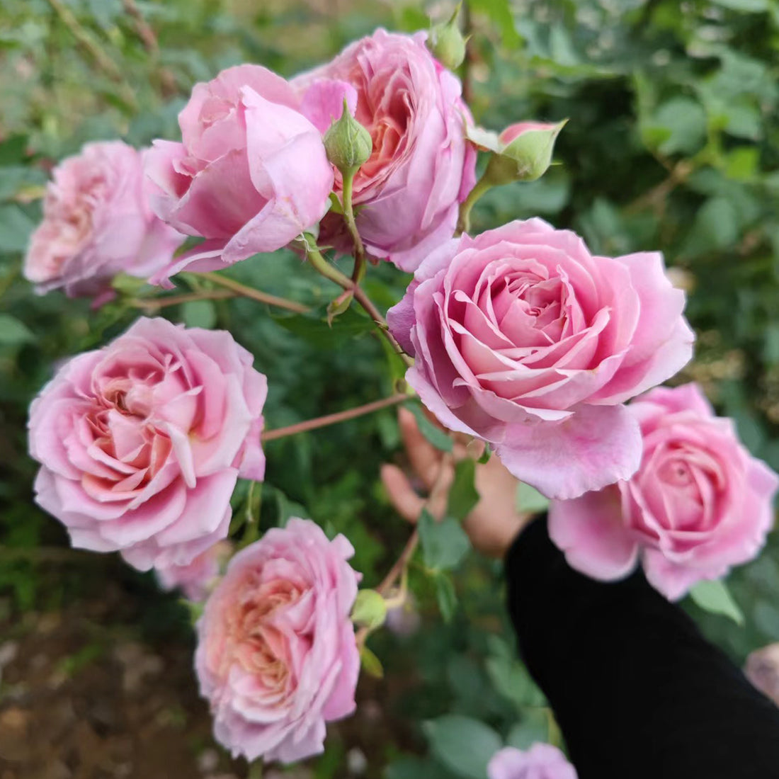 Robe a la Francaise Japanese Garden Shrub Rose