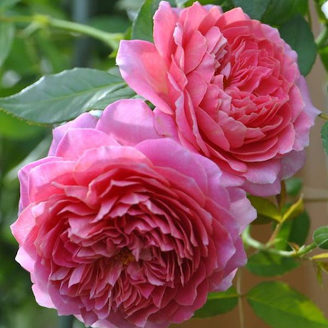 Robe a la Francaise Japanese Garden Shrub Rose