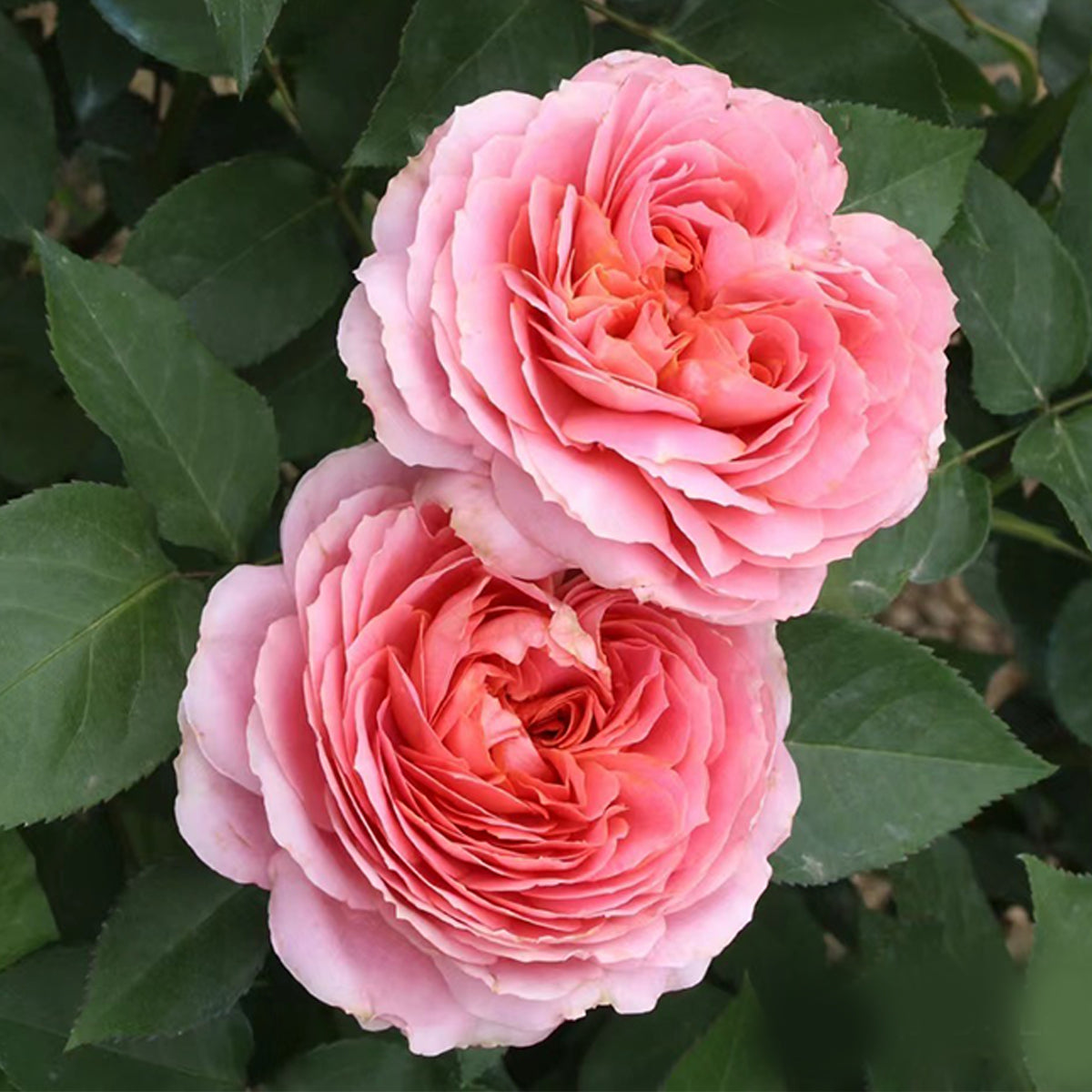 Romantic Antike German Florist Shrub Rose
